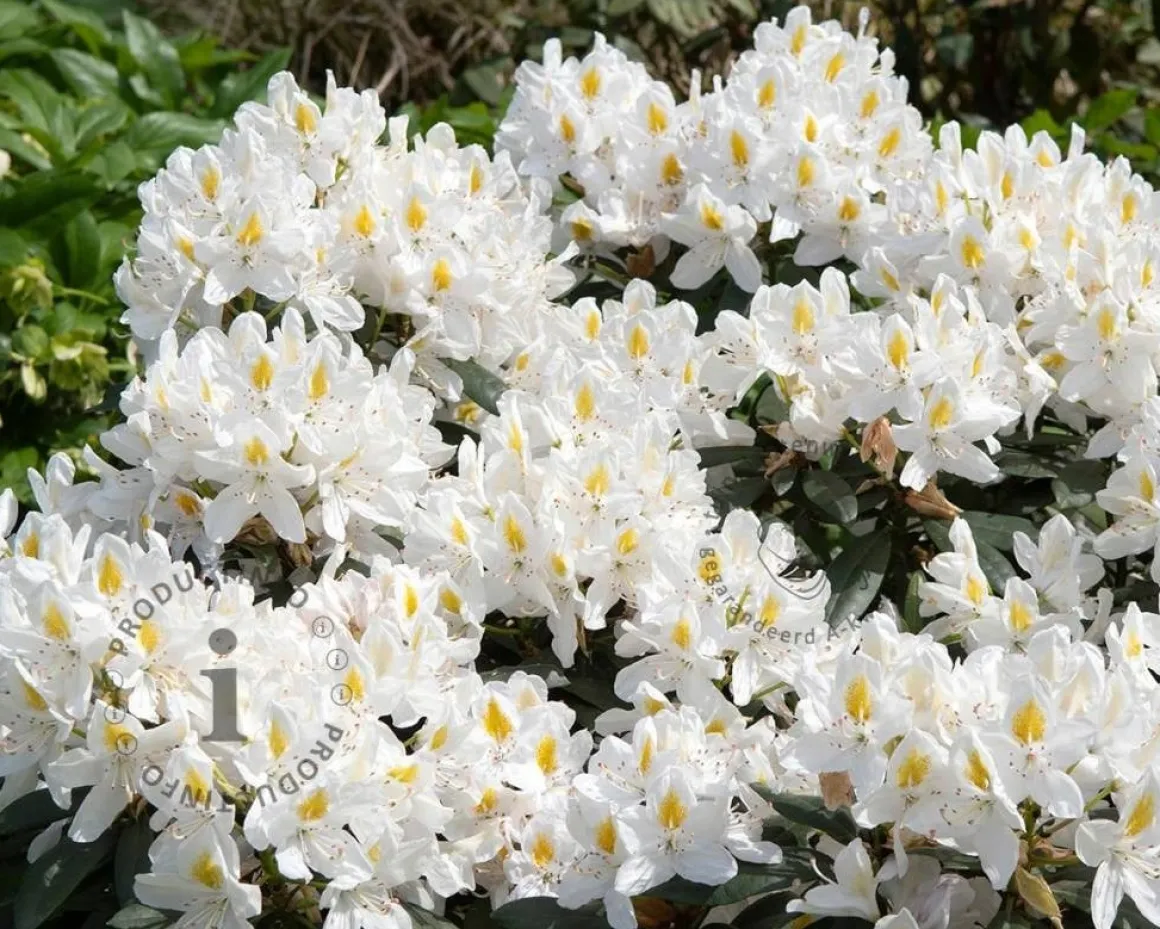 Rhododendron 'Madame Masson'