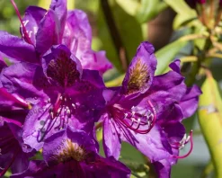 Rhododendron 'Marcel Menard'