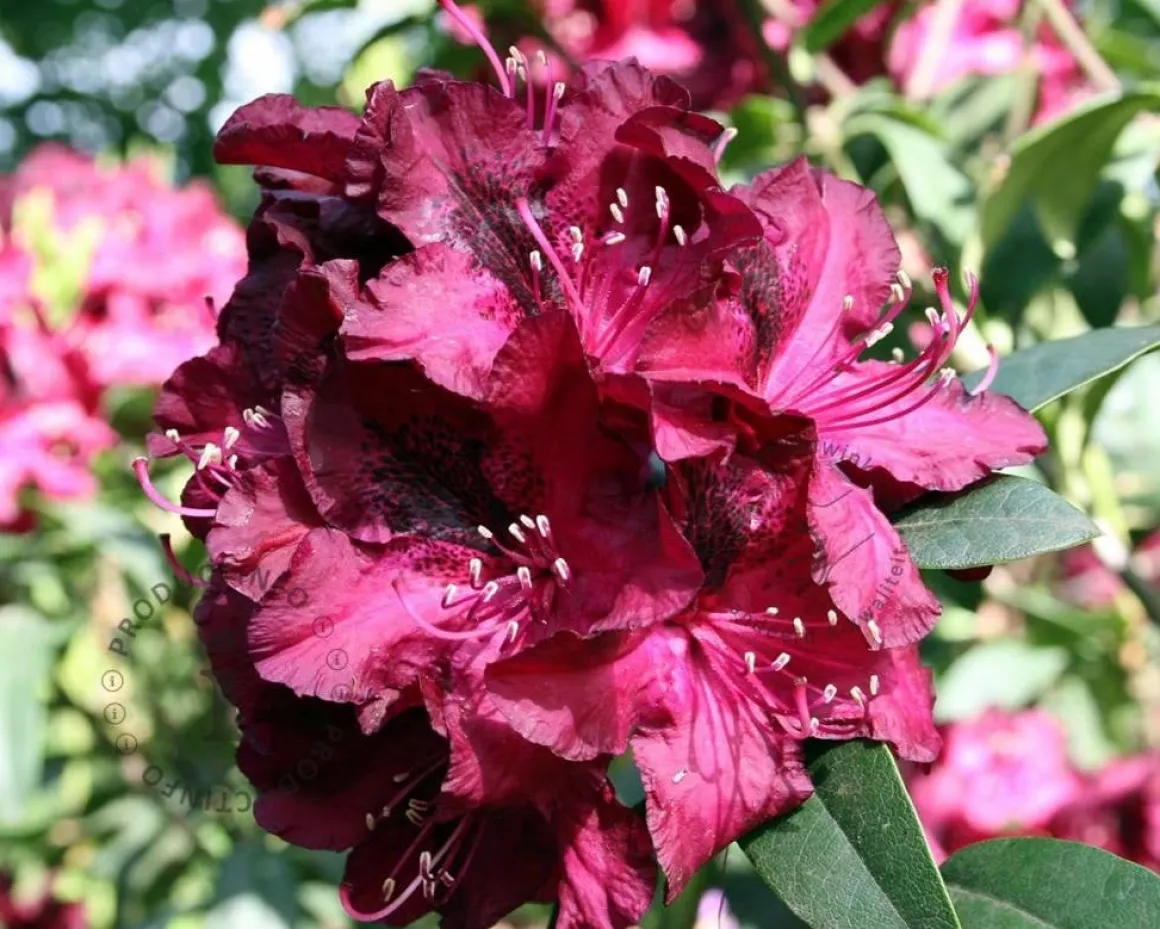 Rhododendron 'Marie Forte'