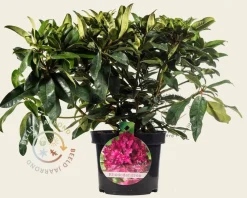 Rhododendron 'Marie Forte'