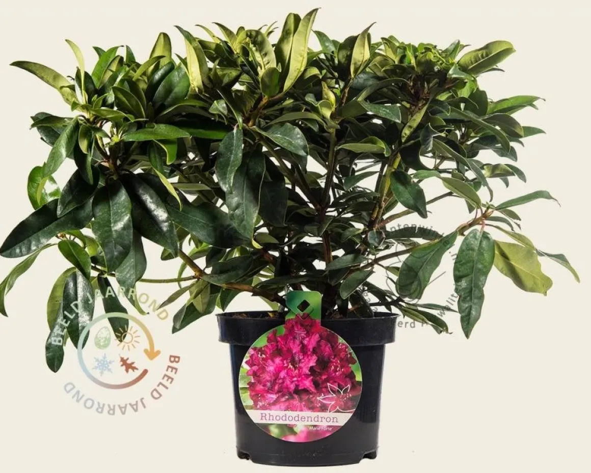 Rhododendron 'Marie Forte'