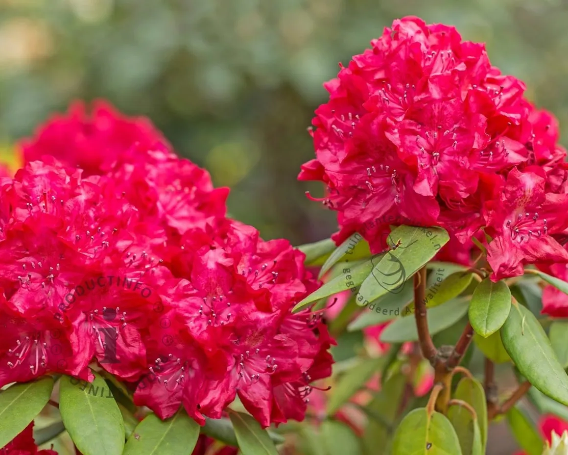 Rhododendron 'Markeeta's Prize'