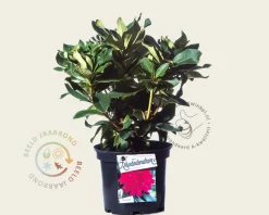 Rhododendron 'Markeeta's Prize'