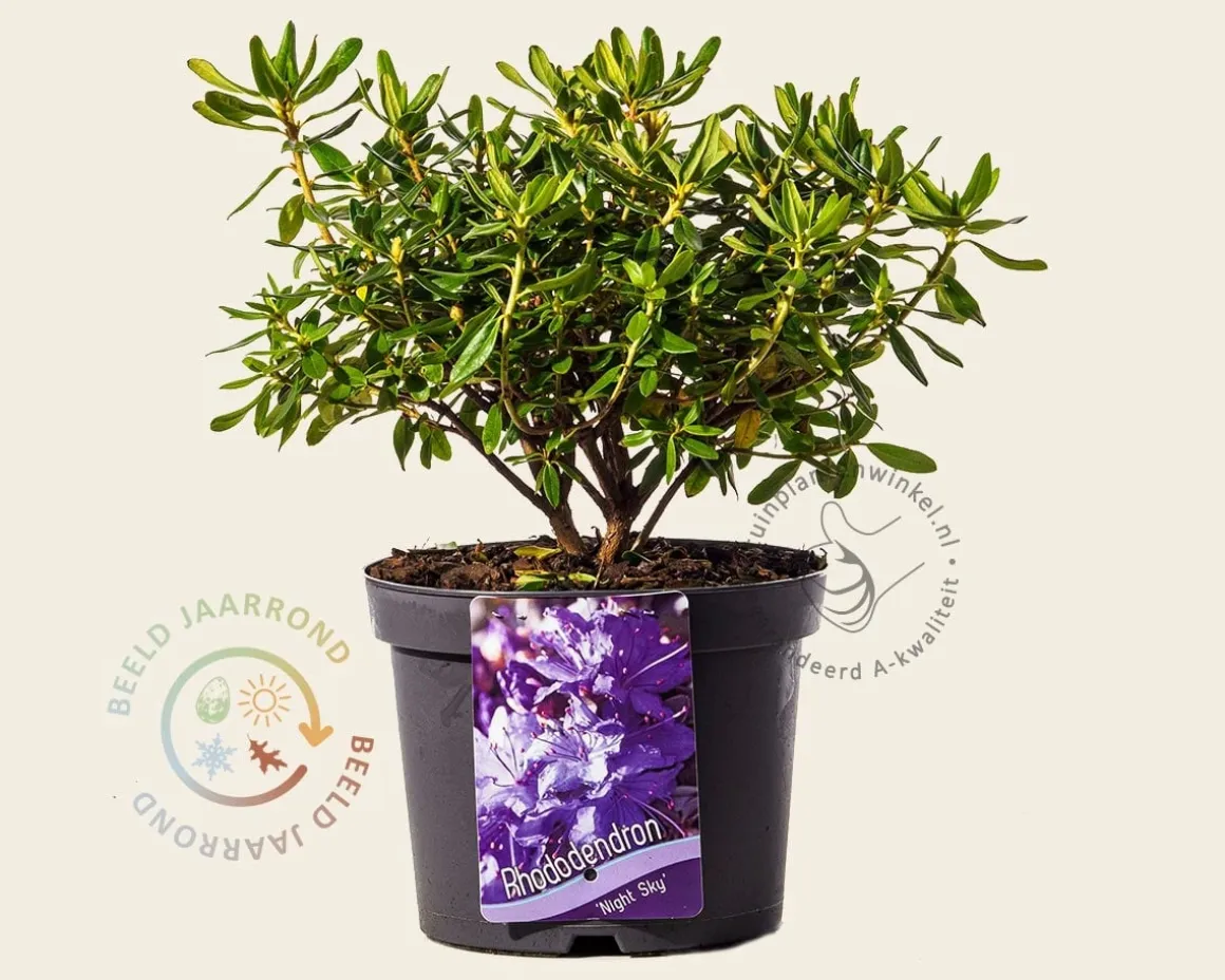 Rhododendron 'Night Sky'