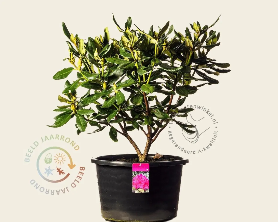 Rhododendron 'Nova Zembla'