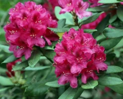 Rhododendron 'Nova Zembla'