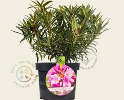 Rhododendron ponticum 'Graziella'