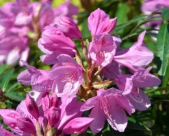 Rhododendron ponticum 'Graziella'