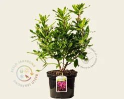 Rhododendron ponticum 'Roseum'