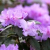 Rhododendron praecox
