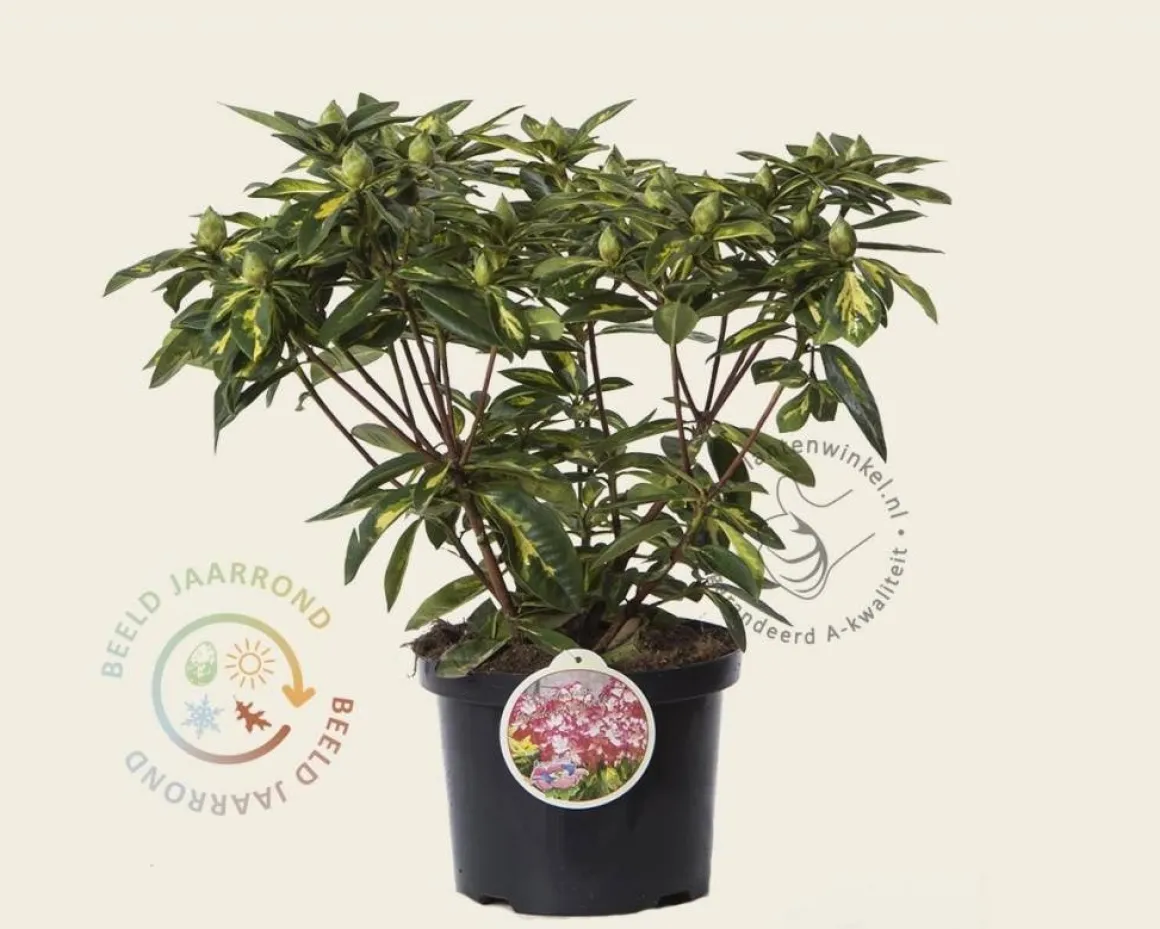 Rhododendron 'President Roosevelt'