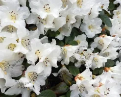 Rhododendron 'Ptarmigan'