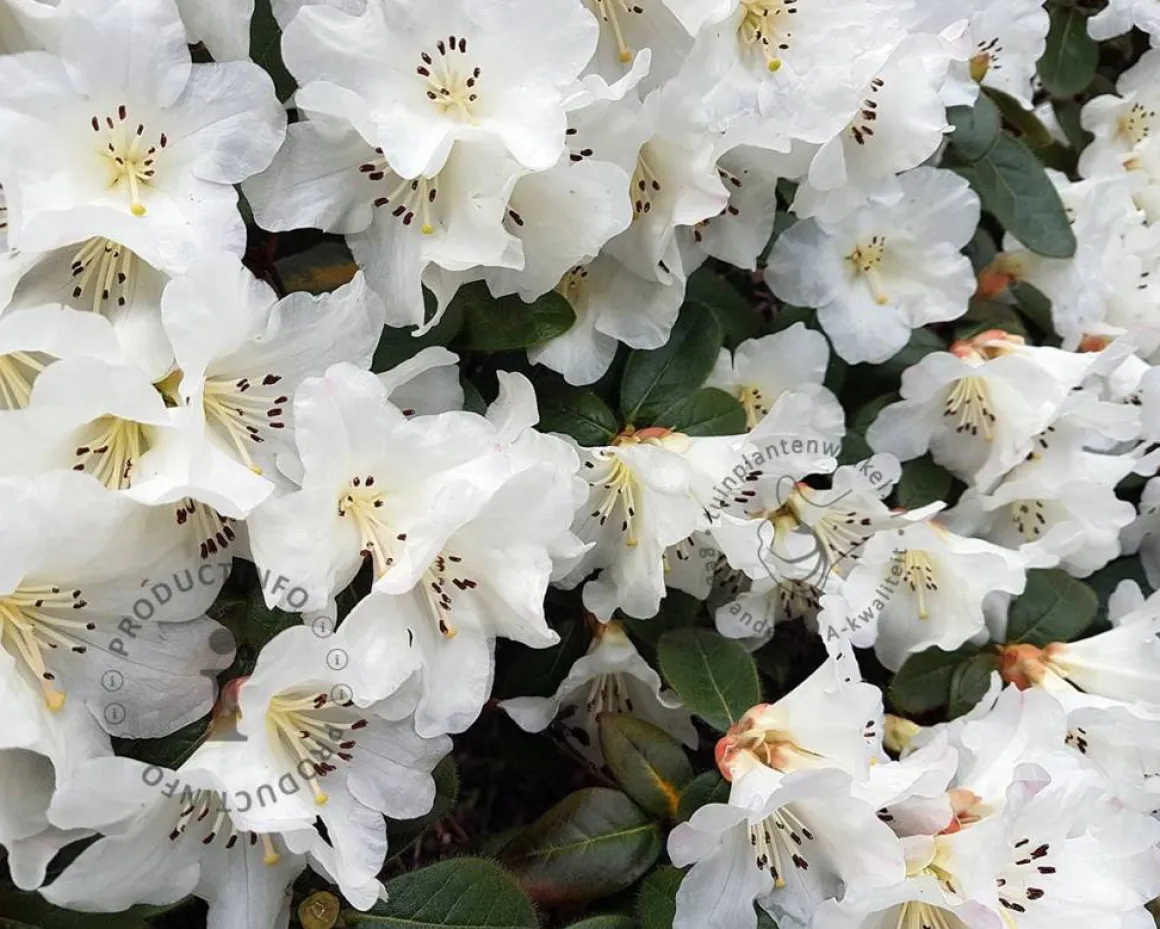 Rhododendron 'Ptarmigan'