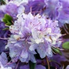 Rhododendron 'Purple Pillow'
