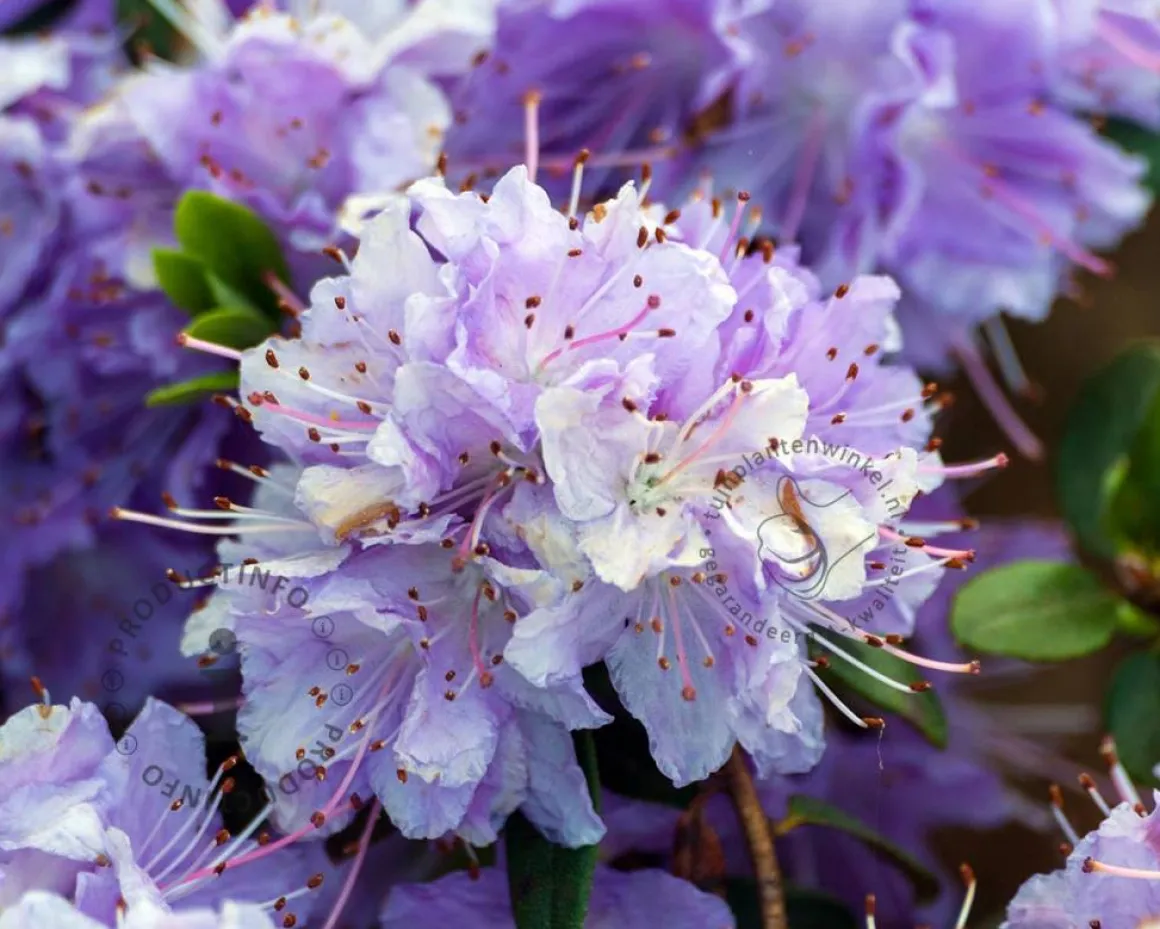 Rhododendron 'Purple Pillow'