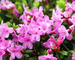 Rhododendron racemosum 'Anna Baldsiefen'