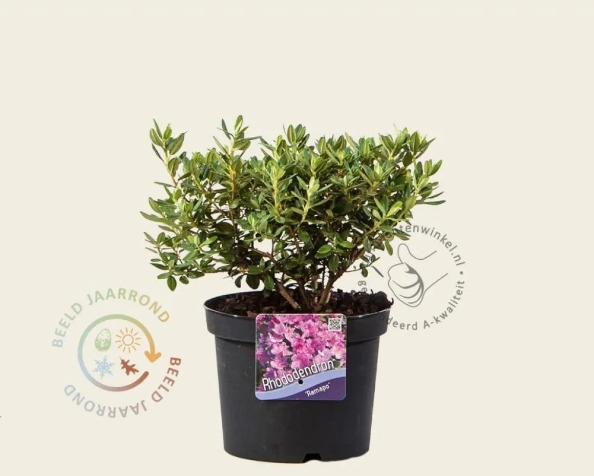 Rhododendron 'Ramapo'
