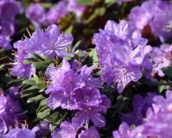Rhododendron 'Ramapo'