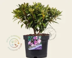 Rhododendron 'Robert Seleger'
