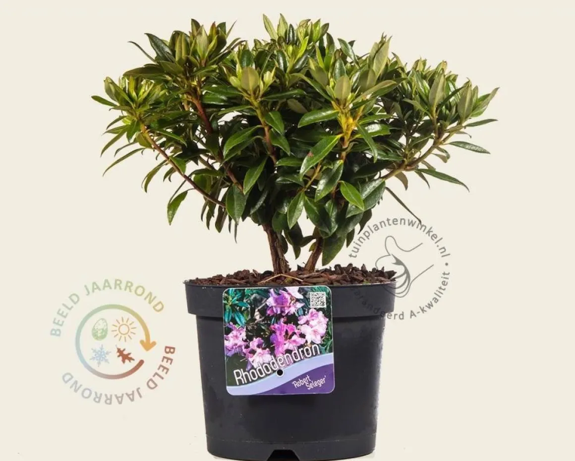 Rhododendron 'Robert Seleger'