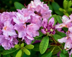 Rhododendron 'Robert Seleger'