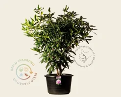 Rhododendron 'Roseum Elegans'