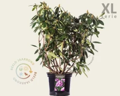 Rhododendron 'Roseum Elegans'