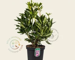 Rhododendron 'Roseum Elegans'