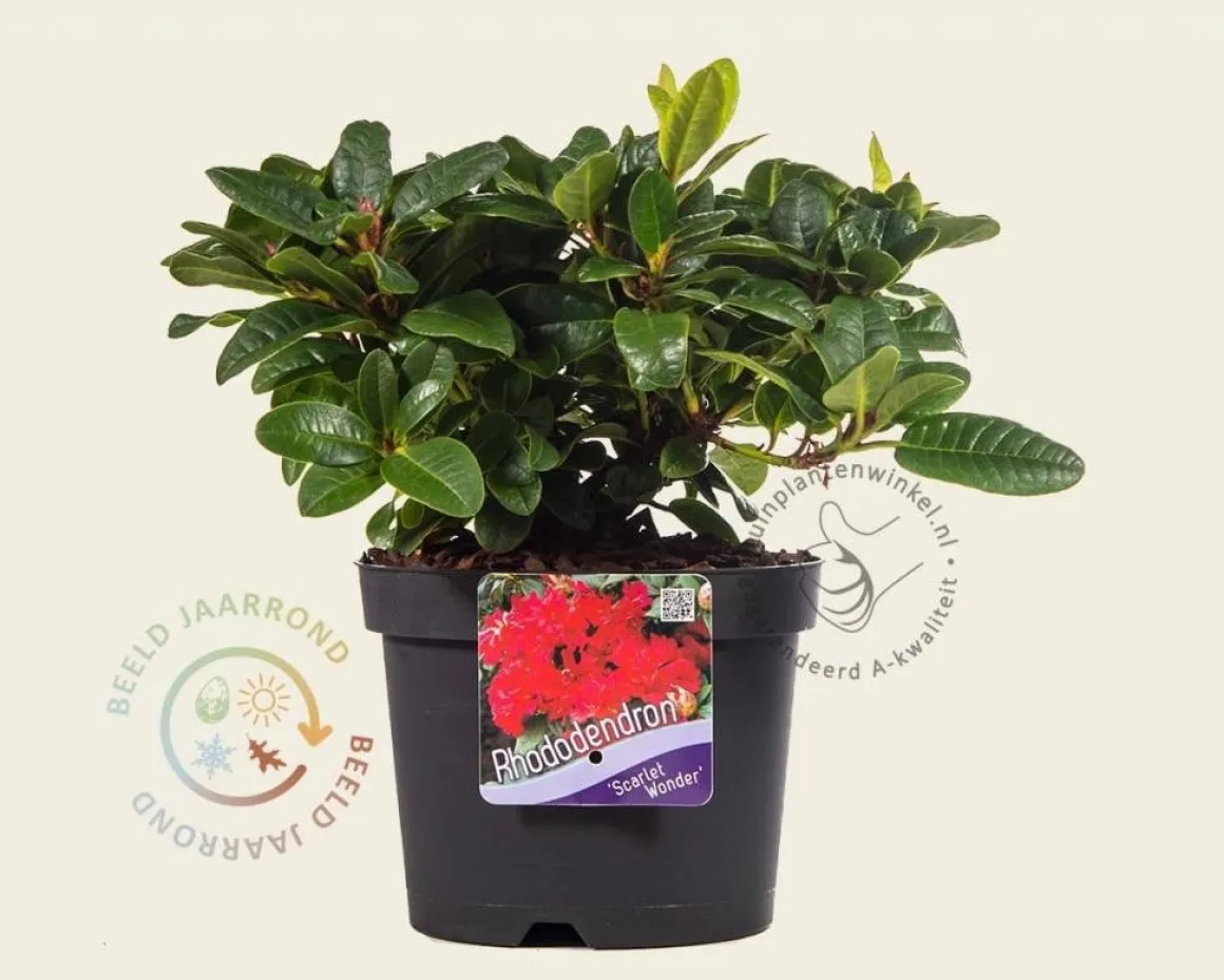 Rhododendron 'Scarlet Wonder'