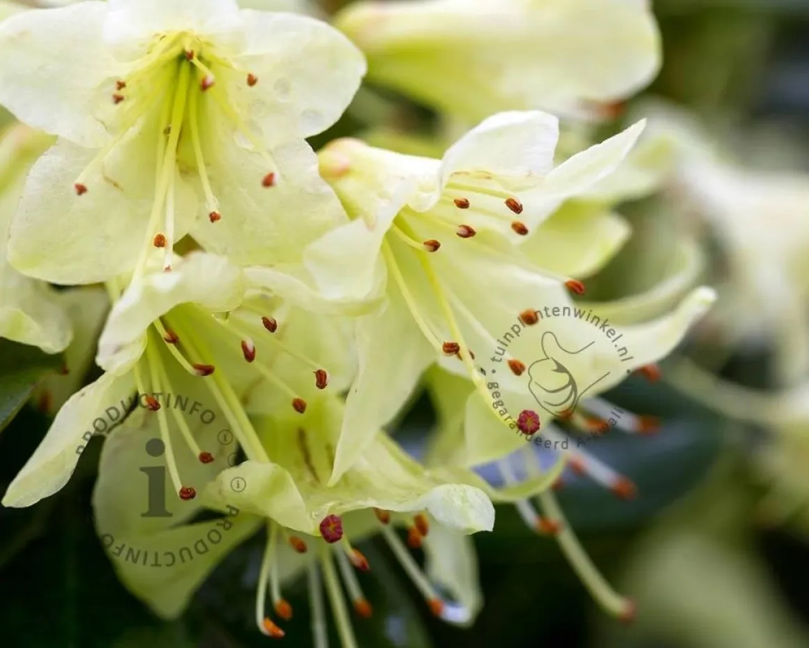 Rhododendron 'Shamrock'