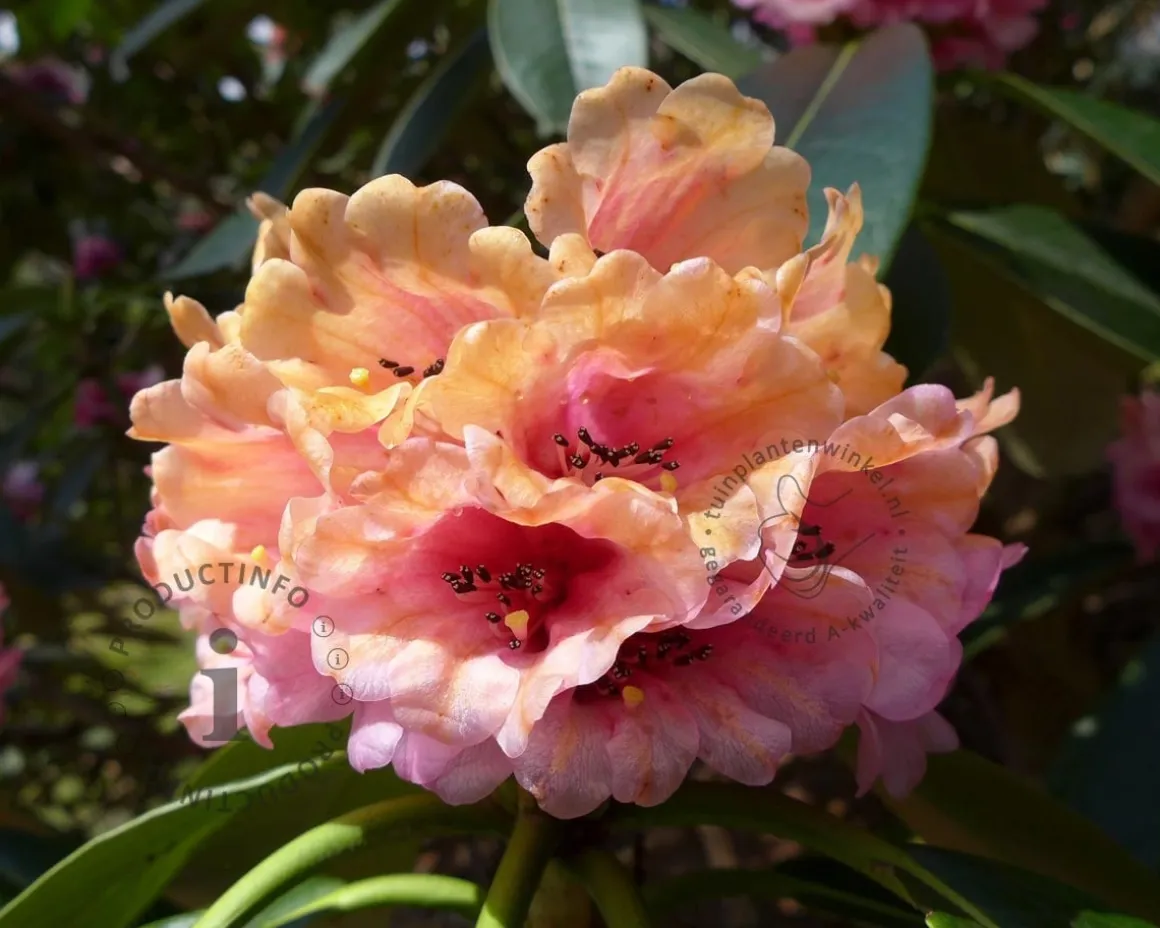 Rhododendron 'Virginia Richards'
