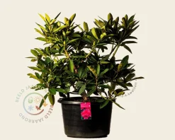 Rhododendron 'Wilgen's Ruby'