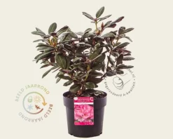 Rhododendron 'Wine and Roses'