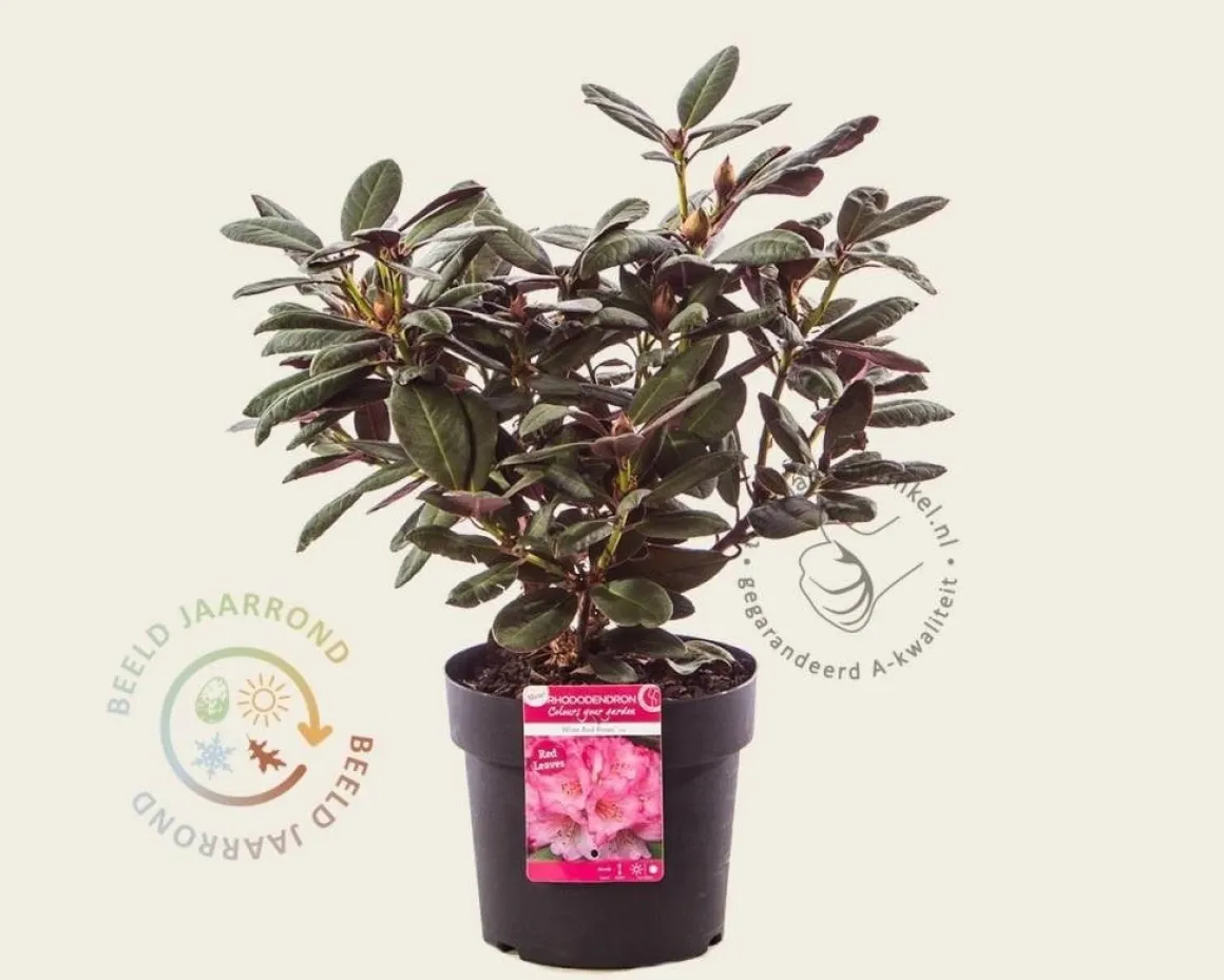 Rhododendron 'Wine and Roses'