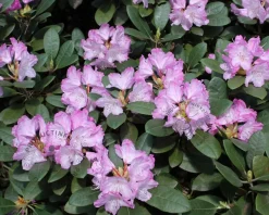 Rhododendron yakushimanum 'Caroline Allbrook'