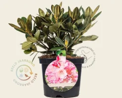 Rhododendron yakushimanum 'Dreamland'