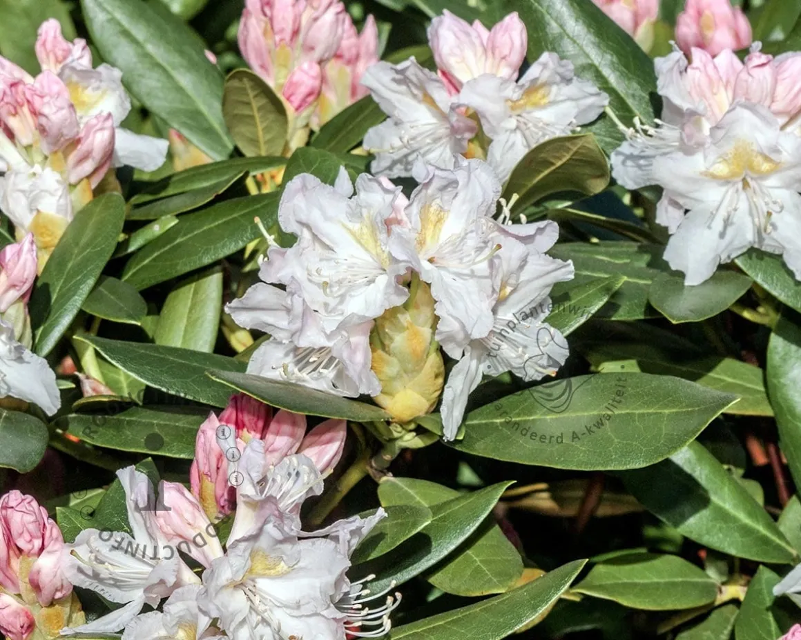 Rhododendron yakushimanum 'Doc'