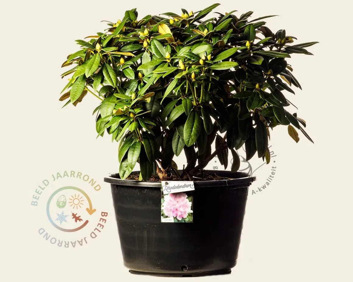 Rhododendron yakushimanum 'Doc'
