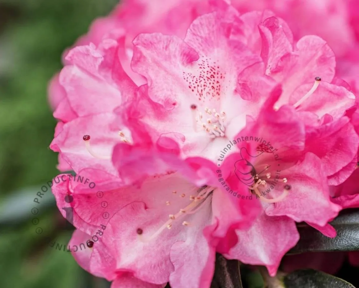 Rhododendron yakushimanum 'Fantastica'
