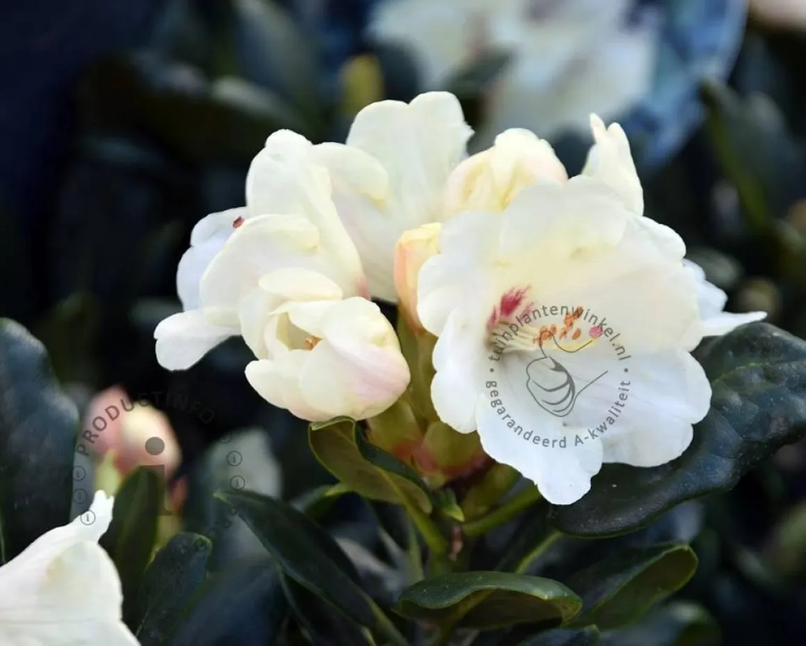 Rhododendron yakushimanum 'Flava'