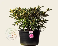 Rhododendron yakushimanum 'Hydon Hunter'