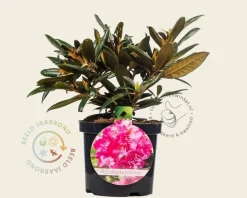Rhododendron yakushimanum 'Kalinka'