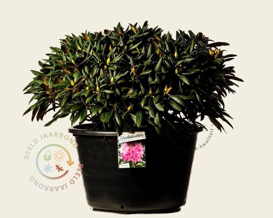 Rhododendron yakushimanum 'Kalinka'