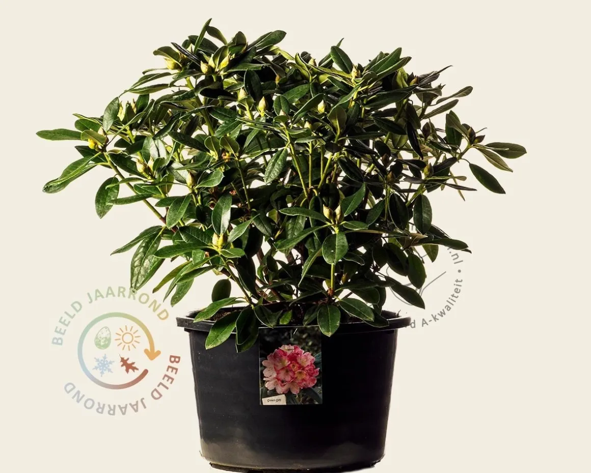 Rhododendron yakushimanum 'Percy Wiseman'