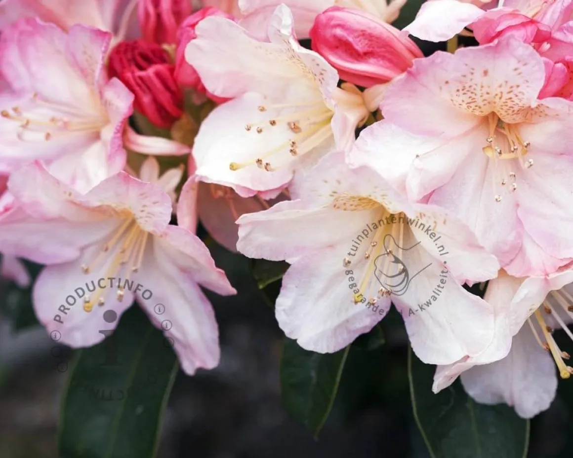 Rhododendron yakushimanum 'Percy Wiseman'