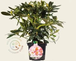 Rhododendron yakushimanum 'Percy Wiseman'