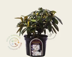 Rhododendron yakushimanum 'Schneekrone'