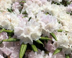 Rhododendron yakushimanum 'Schneekrone'
