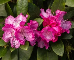 Rhododendron yakushimanum 'Sneezy'