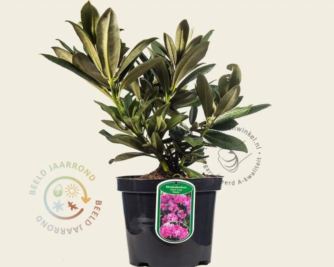 Rhododendron yakushimanum 'Sneezy'